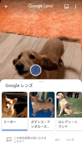 正解はミニチュアダックス