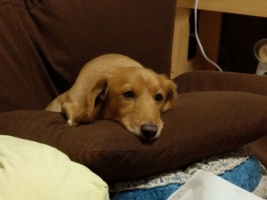 愛犬の嘔吐下痢で動物病院に連れて行った話